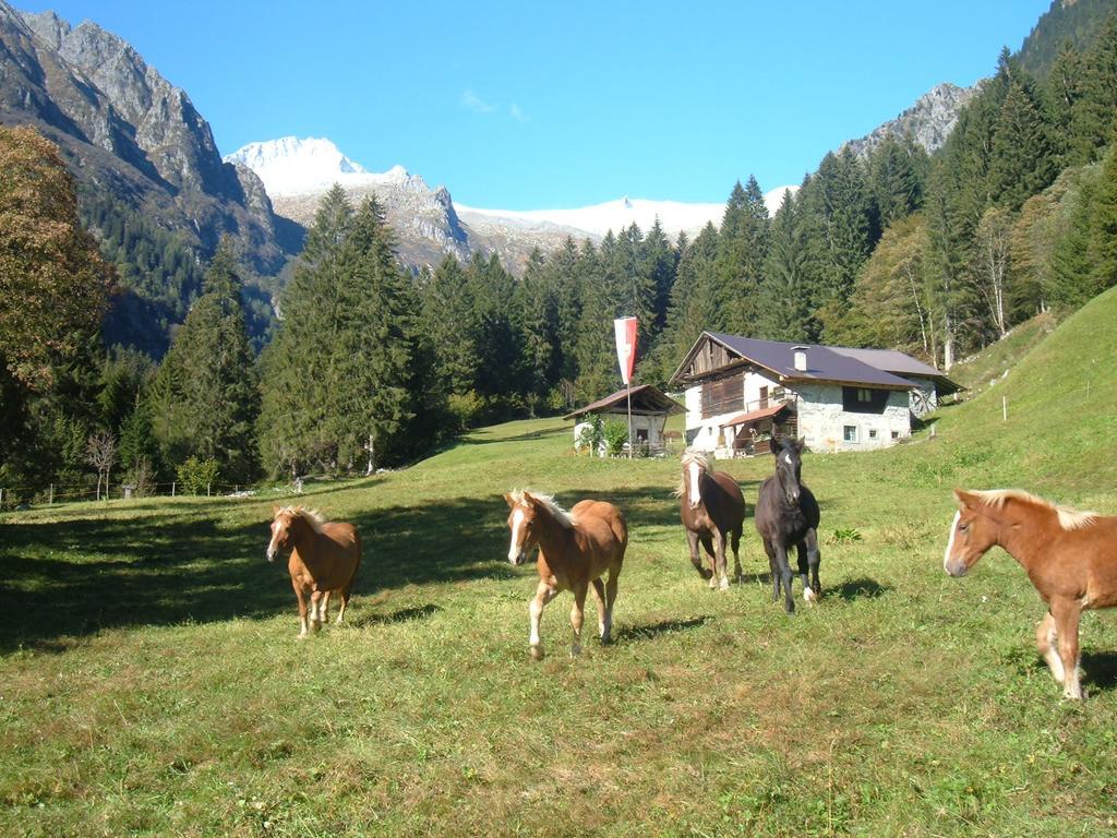 Agriturismo Maso Grisun Borzago 외부 사진
